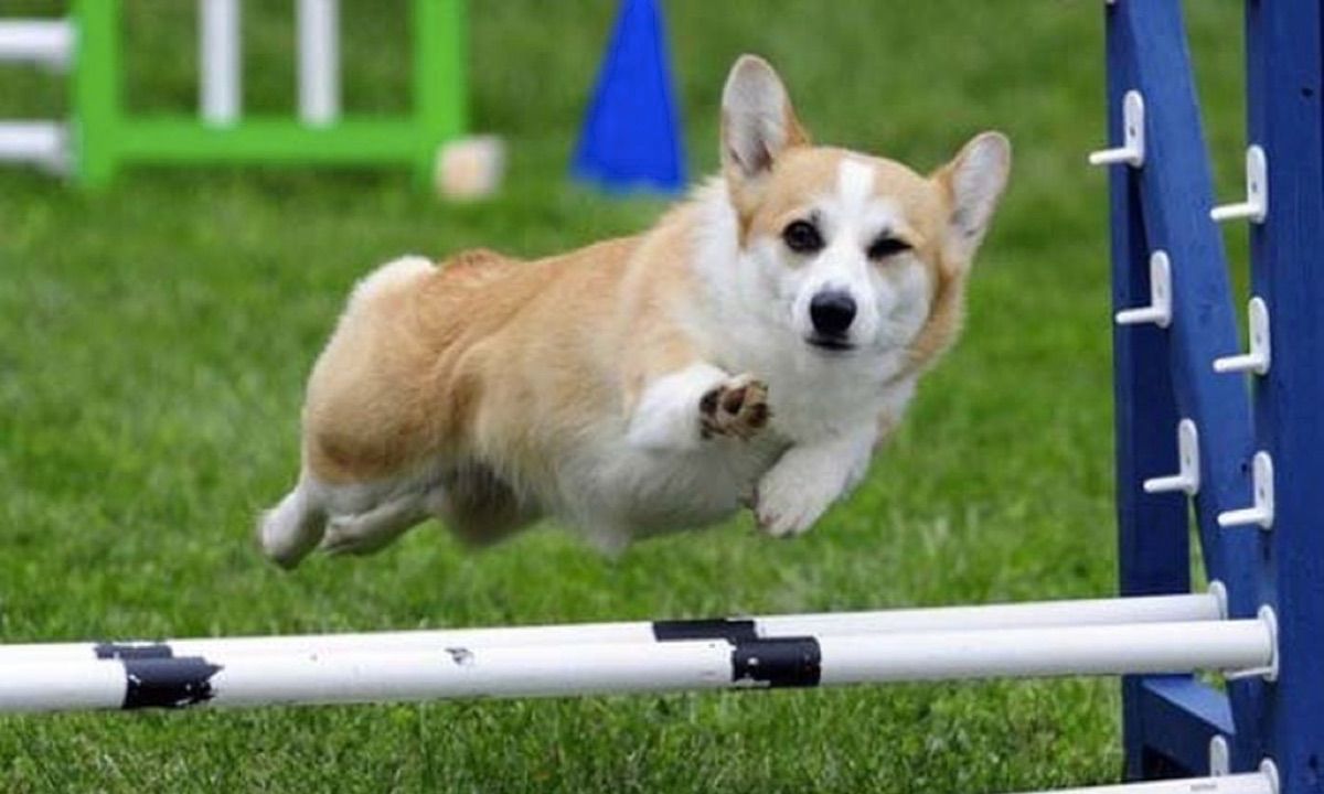 TransitionsInCF's tweet image. Are you aged 18-30 with a diagnosis of cystic fibrosis or the parent of a young adult (age 18-30) with a diagnosis of cystic fibrosis? We need you for our latest research! The interviews do not involve any in-person contact and can be done from the comfort of your own home!