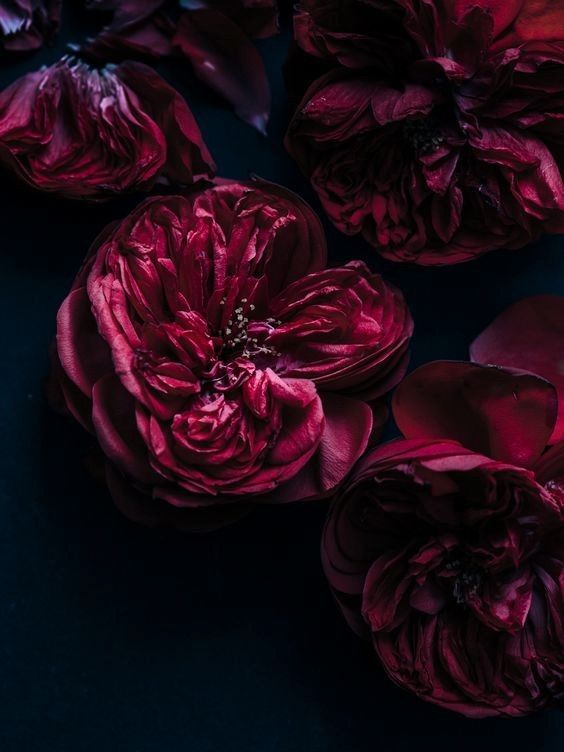 Lee Jeno as flowers a thread: