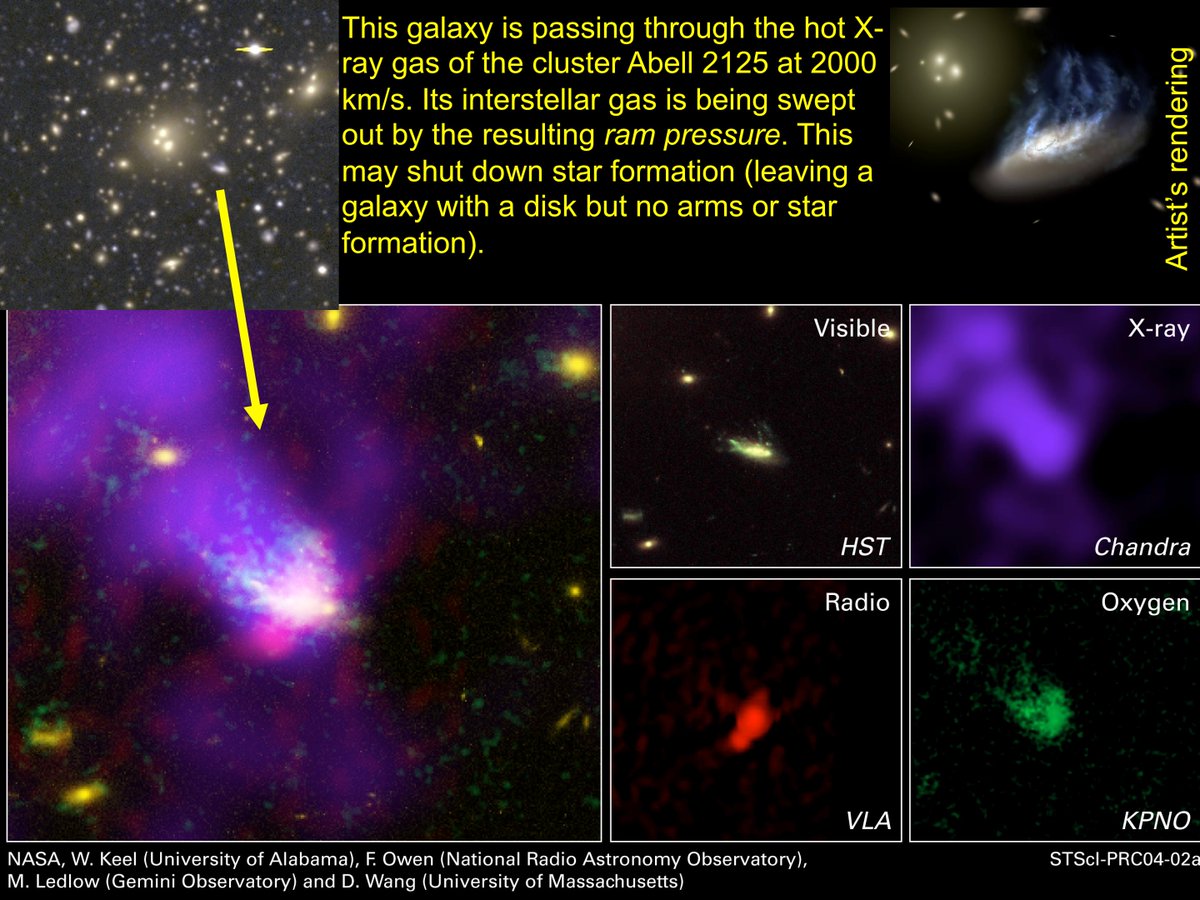 The galaxy environment giveth, and sometimes taketh away. A galaxy passing through the hot gas in a cluster experiences a hot wind, and the resulting ram pressure can compress, then remove (some of) its gas. Another way to shut down star formation. (Cough, S0s)  #BeyondSolSys
