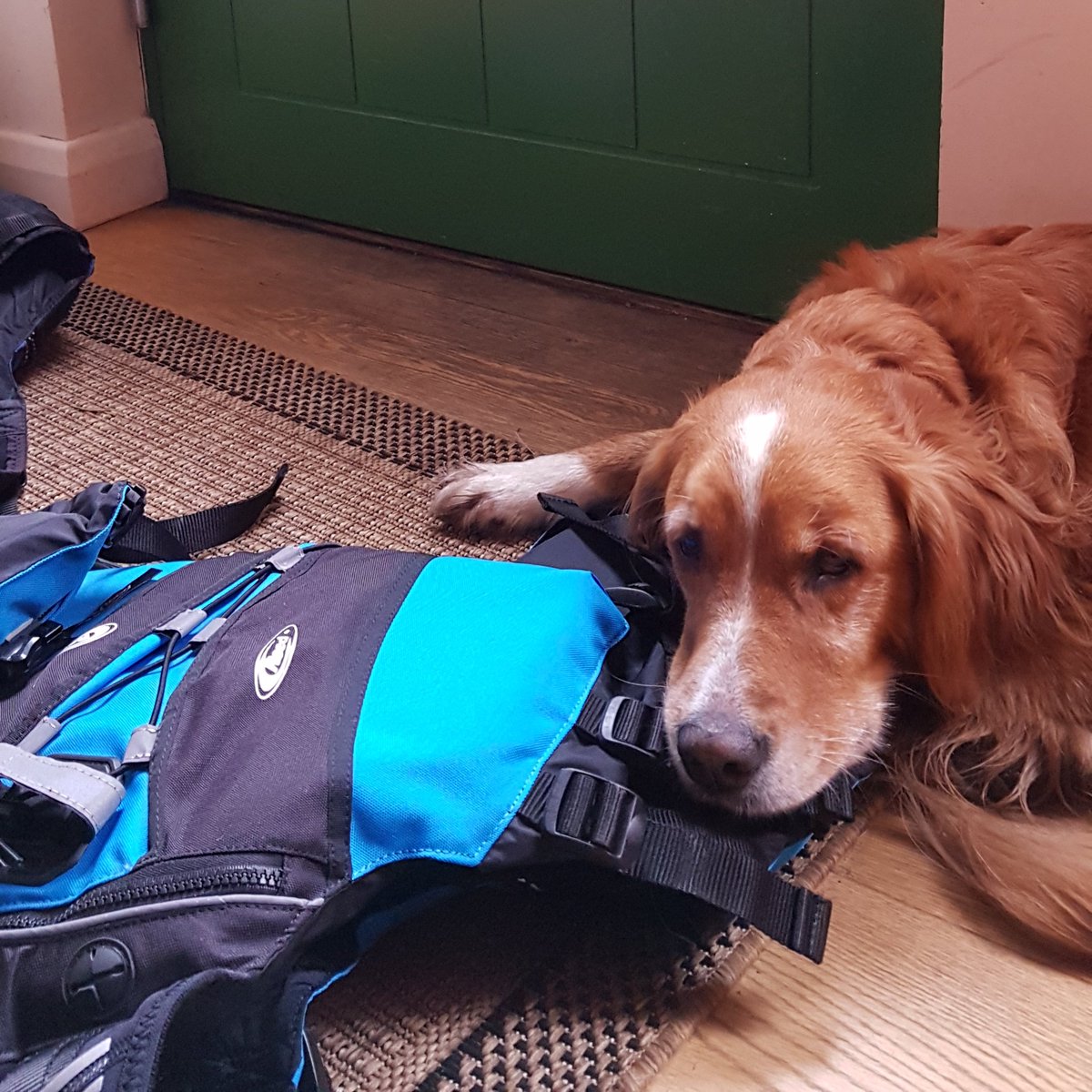 Kari_Tek's tweet photo. Belle's wondering when lock down will finish too?
#karitek #allthegeartogetyouhere #InItTogether https://t.co/PouF6XCJTh