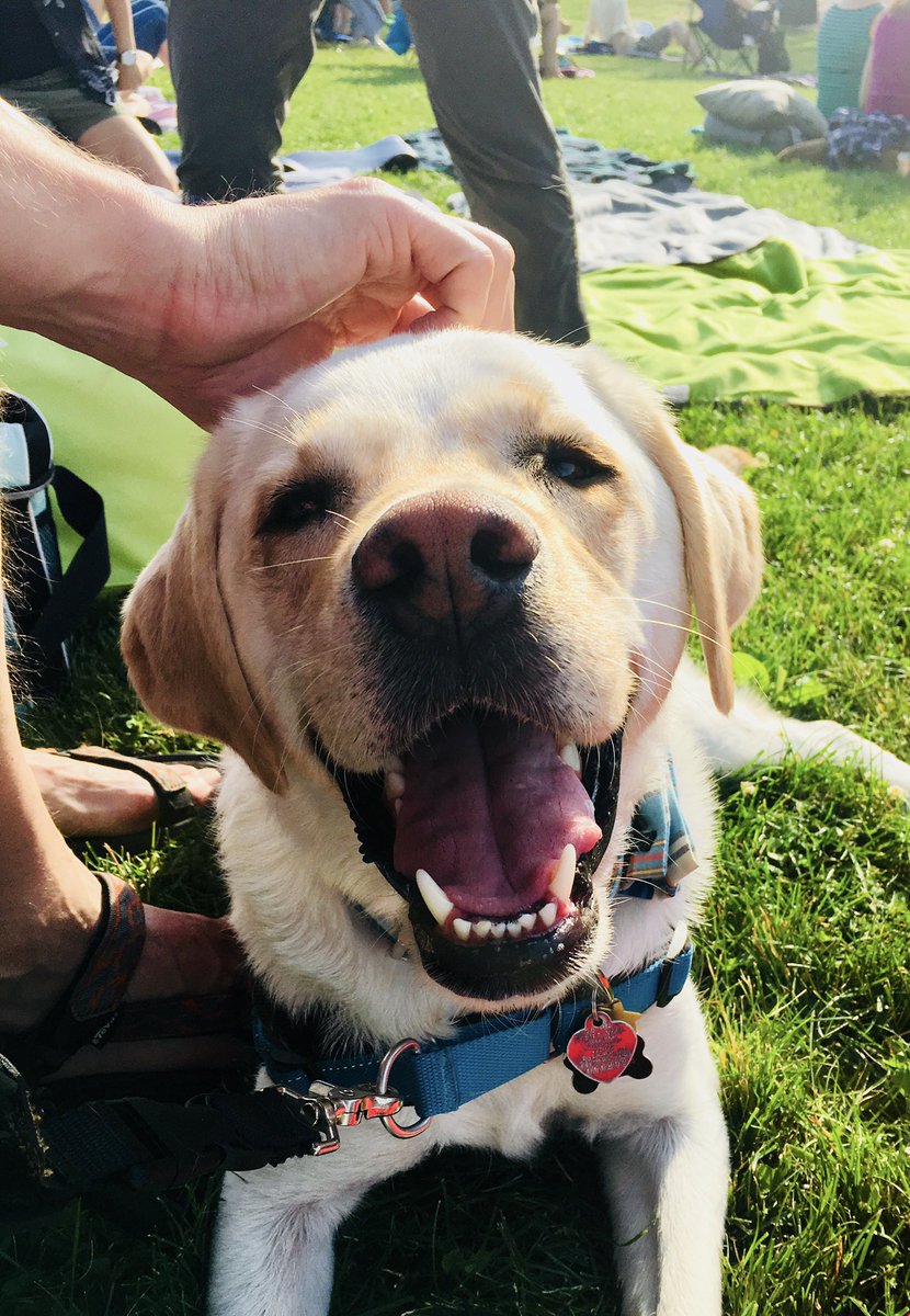 ChrisBarryRL's tweet photo. Vale happens to be my pet, a service dog, and my favorite animal! #rlkeeplearning #rlcommunitypride https://t.co/mub66O4GB6