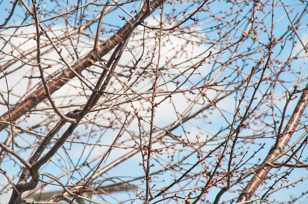 Caro_ED_LP's tweet photo. Yesterday's top two pictures taking with Nikon D300, 200mm. @NikonCanada https://t.co/WDQMMOWSFU