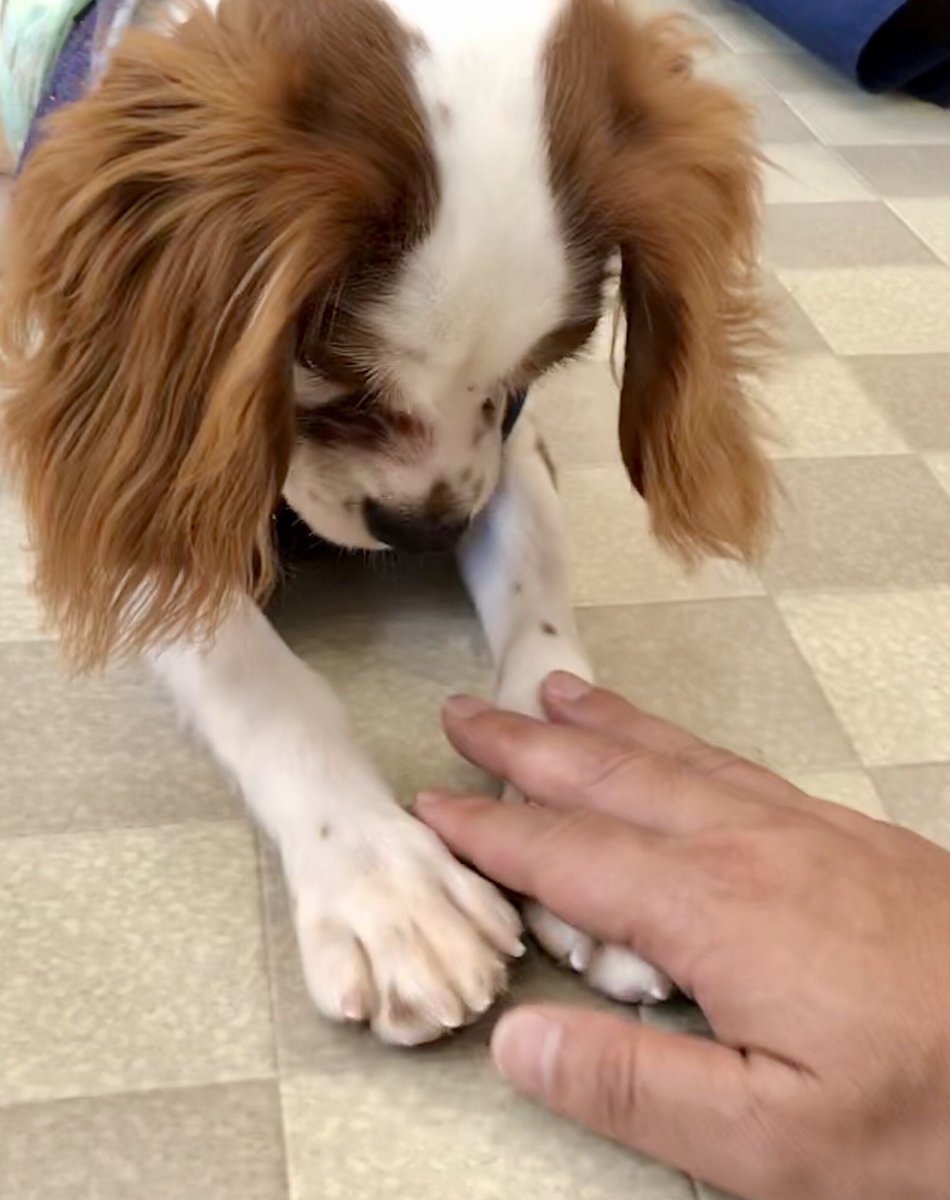 キャバリア大好き