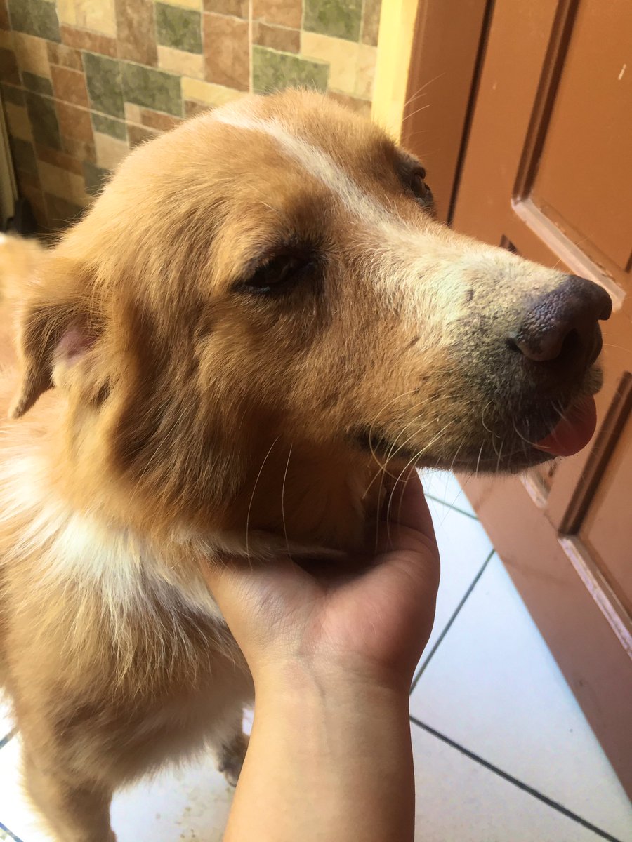 keibimaru09's tweet photo. Beybiii Samson🐶 https://t.co/HSpDlmksDN