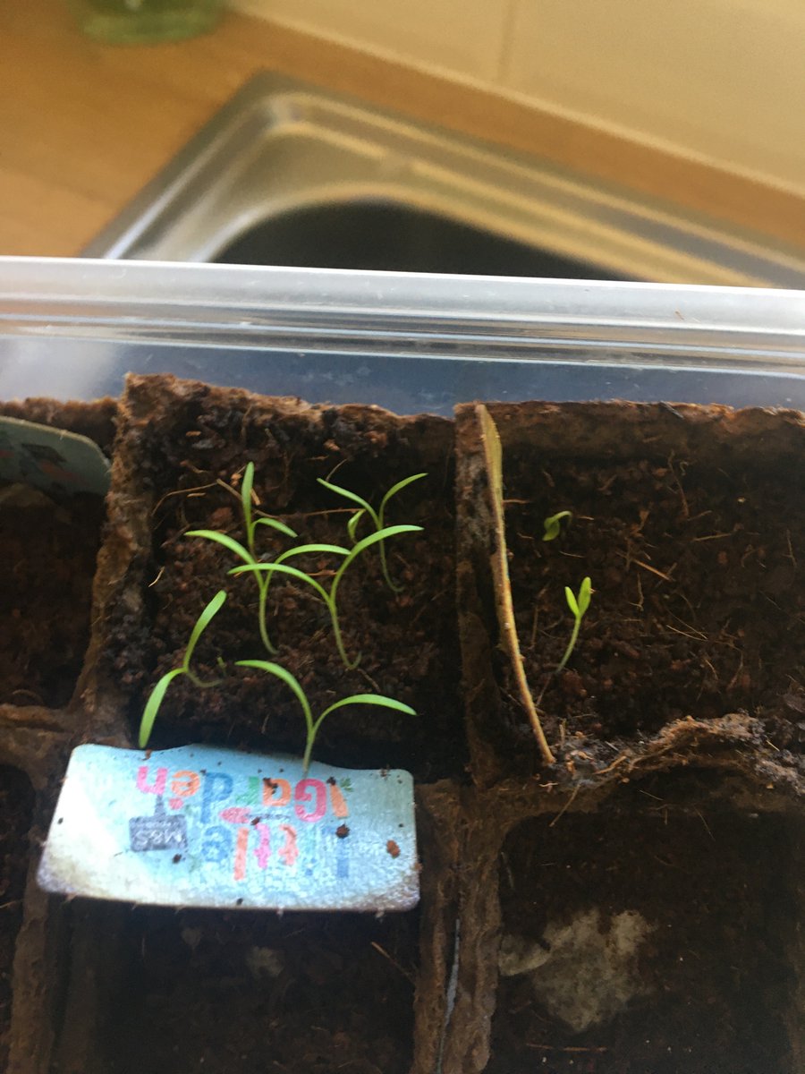 ClaireChamp10's tweet photo. @TrowbridgePS Carrots are growing https://t.co/lUTbvi6dY7
