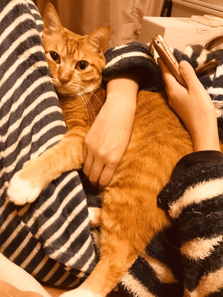 鵺 F外失礼します オス 去勢済のアメショを17年飼っていました フミフミは母親の乳を出やすくする または甘えている時の行動だと聞いたことがあります