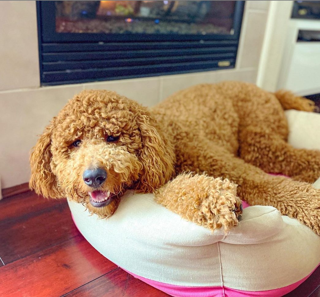 BlueberryPet's tweet photo. This is me when I work from home. I pick up calls and write my emails laying in bed and hike up my voice when I pick up work calls so they can't tell that I'm horizontal. ​Ollie from @thebarkingdoodles looking like the furry king that he is in Blueberry Pet's linen dog bed! https://t.co/U2HBfG7T0f