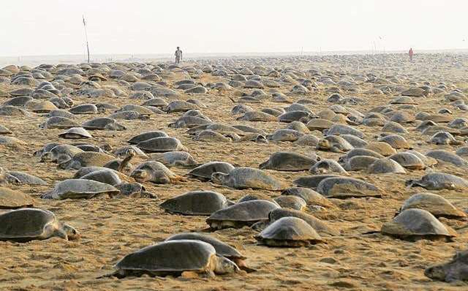 Milenio's tweet photo. Miles de tortugas ‘toman’ las playas vacías de India para anidar https://t.co/ODN5rghuxy https://t.co/BASrq0jlkh