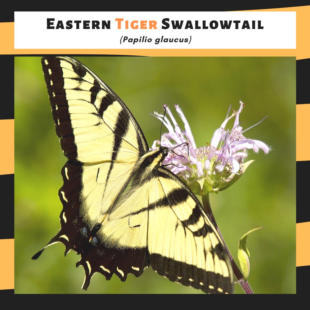 DiscoverMCCD's tweet photo. 🐯Because of everyone's recent tiger obsession, we decided to explore some local creatures with big-cat-inspired names. You might spot some of these “tigers” roaming free in your own backyard! #savethetigers #tigers #DiscoverMCCD (Post 1 of 2) https://t.co/LVc6t5vef9