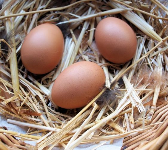 Dhivehi kukulhu gengulhey geyge’ah maa meeru hormone-free bis hiley libeyne.  Lumbokandhooga 1,500 dhivehi kukulhaa haa varah hamajehilaigen eba ulhey. Komme mahaku 200 kukulhu vikkeyne, 500 rf ah ehcheh. Gannan Siddeegu’ah gulhuhva (9993966).🙂 #freerange #foodsecurity