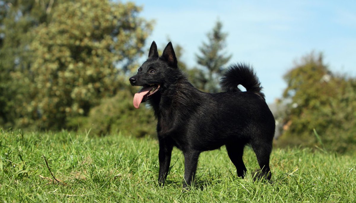 Neuro -> Schipperke Best known for their inquisitive and curious nature, they thrive when engaged intellectually. Independent and intelligent. Sassy when mishandled. Once they decide on a best pathway, will persist stubbornly for optimal results.