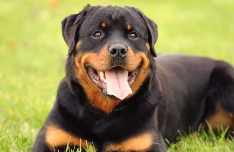 Dogs as Medical Specialties Part 2: Critical Care -> RottweilersMost likely the breed of Cerebus, who guards the gates of hell. Very protective, can be trusted to work independently. Tug of war champs. Loves to work, requires frequent socialization with other breeds.