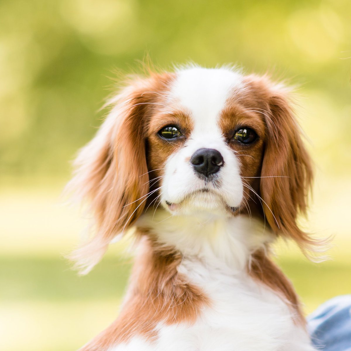Palliative -> Cavalier King Charles Spaniel The original comforter dog. Knows when you need an affectionate touch. Very easygoing and sweet, but stubborn when called for. Never found far from people, nearly everyone is fond of them.
