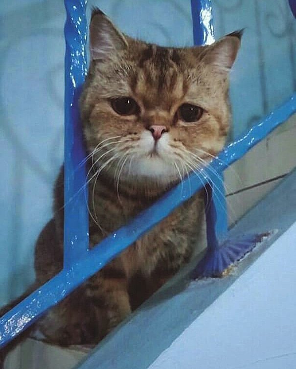 Lisstiaa's tweet photo. @Prambors Nama nya owel, gw kasih nama owel kerna wkt dia masih kitten mirip banget sama burung hantu dibagian kepala sampe leher ! Akh, loph yu nak kesayangan ibok! 💋 https://t.co/TbMtnPK721