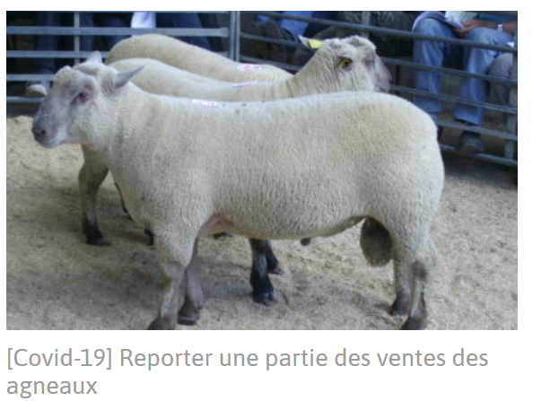CharlotteDockes's tweet image. 👩‍🌾👩‍🌾🐏#Eleveuses et #Eleveurs #Ovins #Agneau
@OkEleveur vous accompagne face à la crise [#COVID19]
Des leviers d'adaptation, des informations actualisées, un espace pour poser vos questions.
Une plateforme à votre service dans cette période difficile 
okeleveur.com/filiere/ovins-…