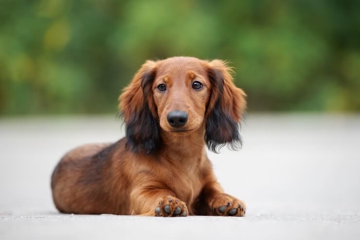 ENT/OMFS -> Dachshund Designed to burrow in small spaces, with a clever and mischievous spirit. Fearless and unafraid on the job, while loving and comical at home. Need for lengthy training deters some, but devotees can’t imagine anything else.