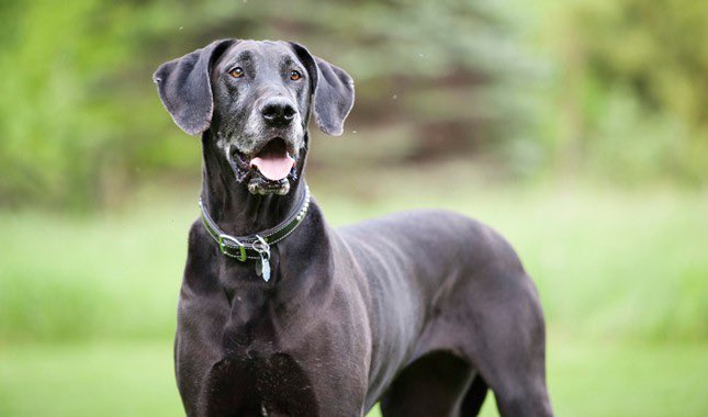Cardio -> Great Dane Gentle giants. Guard their domain religiously but usually joyous and social animals. Occasionally boisterous. Noble, and proud of their distinguished history. Not good for those with no sense of humor. Gentle & comforting when need be.