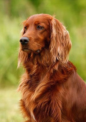 GI -> Irish Setter Often described as good-humored rogues of the dog world. Gregarious and friendly, they are lively and intelligent. Although frequently sporting a glamorous appearance, at heart they are a working dog willing to run through the mud.