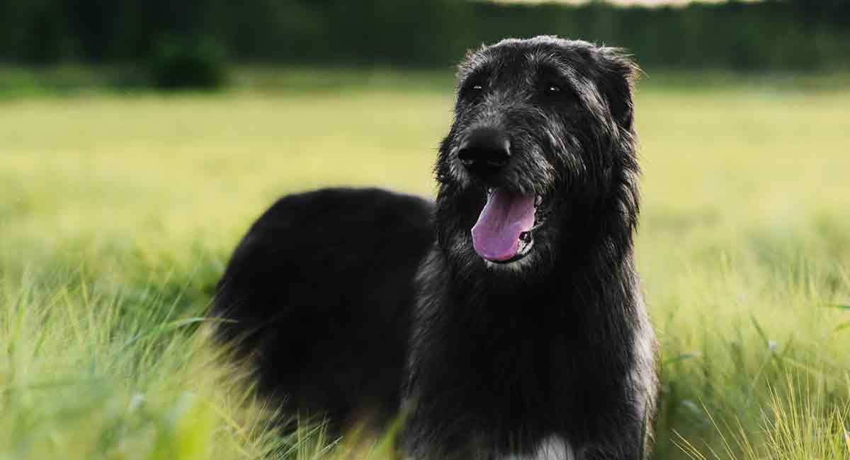 Rheum -> Irish Wolfhound Trying to chase down something strange and frightening? This is your dog. Despite their ability to tackle scary things, they are big hearted and sensitive. Equally happy to relax at home with loved ones.