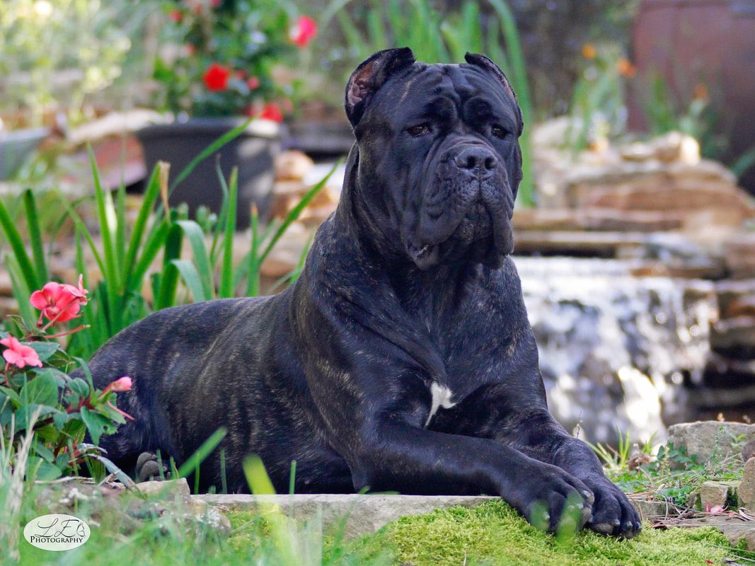 ID -> Cane Corso Unparalleled guardian who has been around for centuries. Serious and self-assured, yet mild-mannered unless aroused. Owners may gripe about expense of upkeep yet this breed MORE than earns their keep with invaluable services rendered.