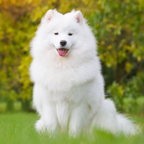 Geriatrics -> Samoyed Known for being adaptable, friendly and gentle. Usually found smiling. Thrive on human companionship, and value the whole family. Attuned to emotions, they are also hardy dogs who enjoy their jobs.