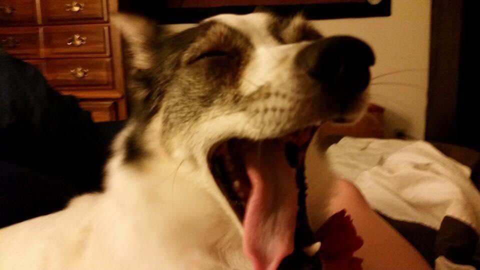 lunasm000ke's tweet image. going through old pix 💕🐾💕 #bleps #dogsoftwitter #CatsOfTwitter #dog #cat