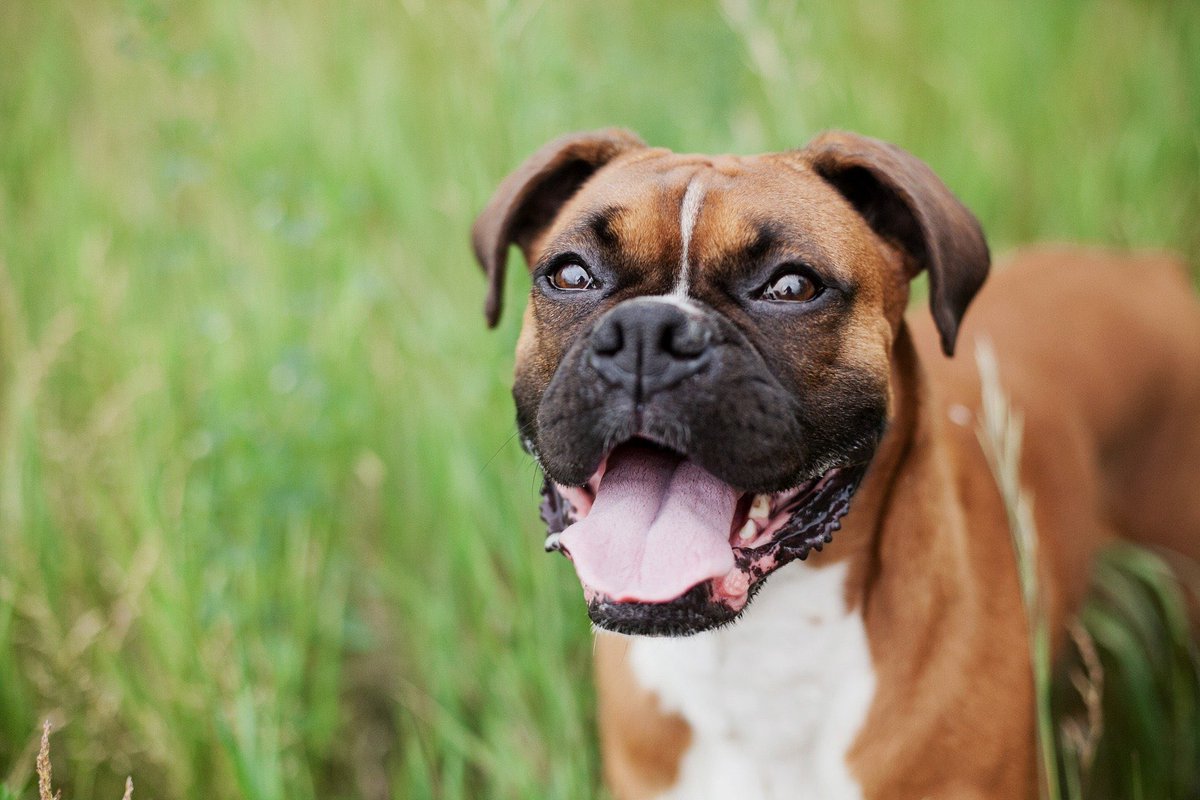 CT Surg -> Boxer Intelligent and stubborn breed that has a deep need to work. Noble dogs devoted to their people, they are energetic to the point of rambunctiousness when bored. Can appear intimidating but are actually playful and even comical at times. A delight.