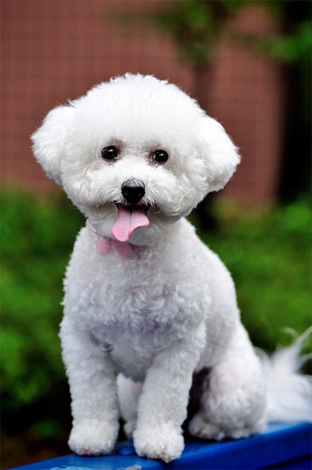 Medical Genetics -> Bichon Frise Good for the whole family but especially children. Gentle and mild mannered, they rarely bark. A playful breed that just wants to spend quality time getting to know you. Gets along with most.