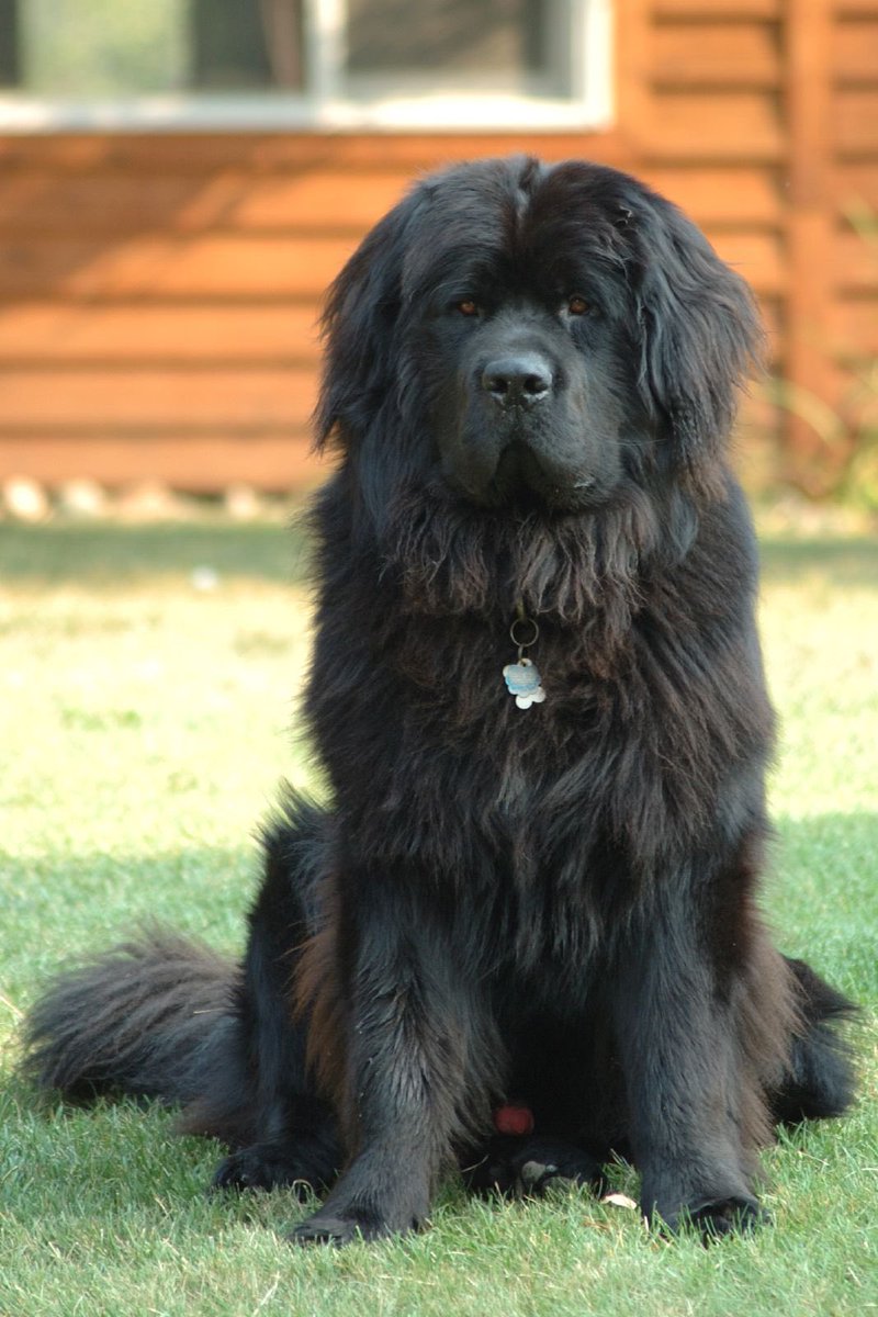 NICU -> Newfoundland Known for their docile nature and love of children among working breeds. Intelligent, loyal, and sweet they only get defensive to protect their small & vulnerable charges. Natural lifesaver, surprisingly gentle despite intimidating presence.