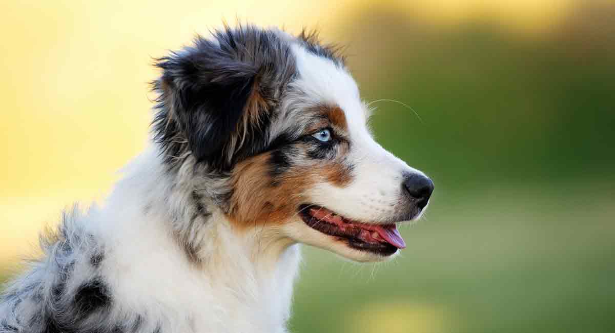 Nephro -> Australian Shepherds Remarkably intelligent; can hoodwink the kidneys with near magical tricks. Can’t help but herd what they watch. Strong work drive, very committed. Easy going, they value time with their loved ones.