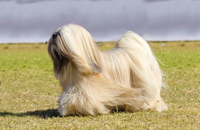 Pulmonologists -> Lhasa Apso Literally bred and prized for their hearing. Both guard dog & companion, they can be wary of strange people and noises while lively and affectionate with family and friends. Underrated sense of humor.