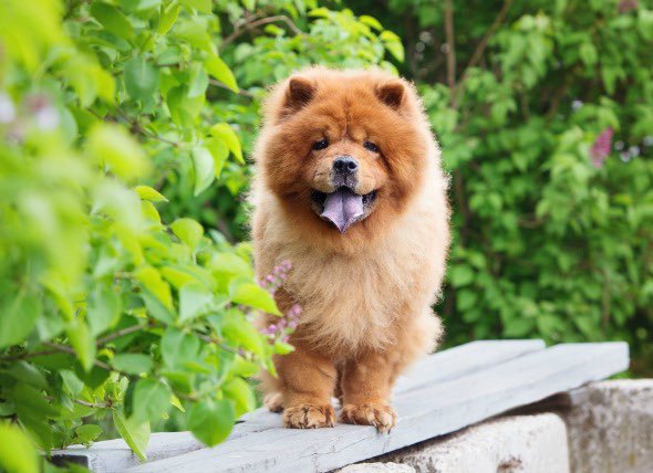 Pharmacists -> Chow Chow If this dog is protecting something and doesn’t want you messing with it? It’s not happening. Usually more introverted than most dogs, they are intelligent and devoted. Adaptable to many situations, will work tirelessly.