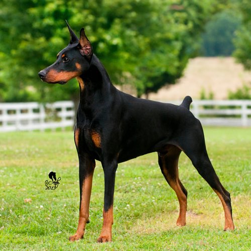 Dentists -> Doberman Pinscher Excellent watchdogs who are often the first to sound the alarm. People are often scared of them, but these dogs generally love people and just want to protect the whole family. Highly value companionship of other people.