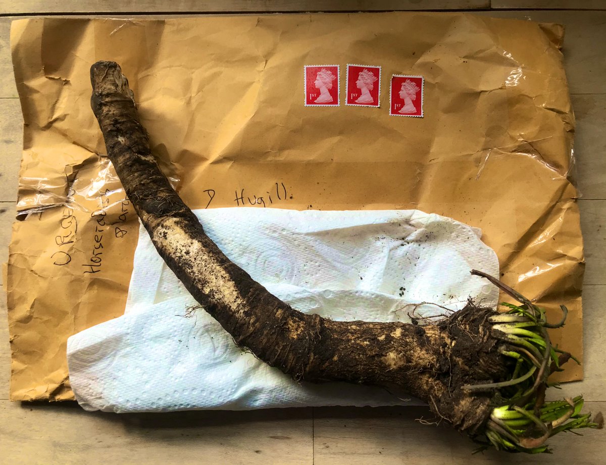 DanielHugill's tweet photo. 🚨 Exciting urgent post! 🚨
With just an hour to go until our #Seder begins our emergency #PesachInLockdown horseradish grown and posted by @NaomiRetired has arrived.
And I can plant the top again so we never get caught out again. #Passover https://t.co/vPjPUvObKO