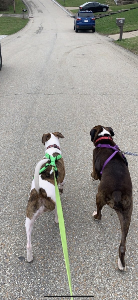 xxojayjayxxo3's tweet photo. #EFSilverLining getting to spend more time with my doggies (missing ziggy) @scope0524 https://t.co/gZsOoKo2AJ