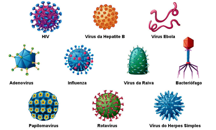Vírus são seres simples formados basicamente por uma cápsula proteica envolvendo o material genético. Sofrem muitas mutações, e mutações podem permitir que vírus possam também infectar seres humanos, assim como foi com a COVID-19. Saltaram de (provavelmente) pangolins para nós.