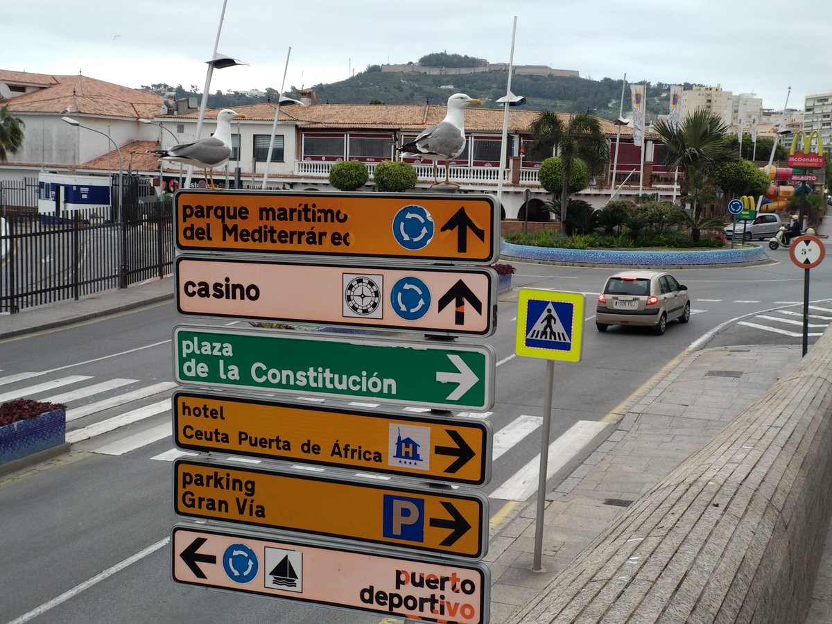 leperoceuti's tweet photo. Las #pavanas se sienten extrañas con tan poca gente en las calles. Símbolo de #Ceuta nos indican algunos emplazamientos. https://t.co/wc0xJ3Avoj