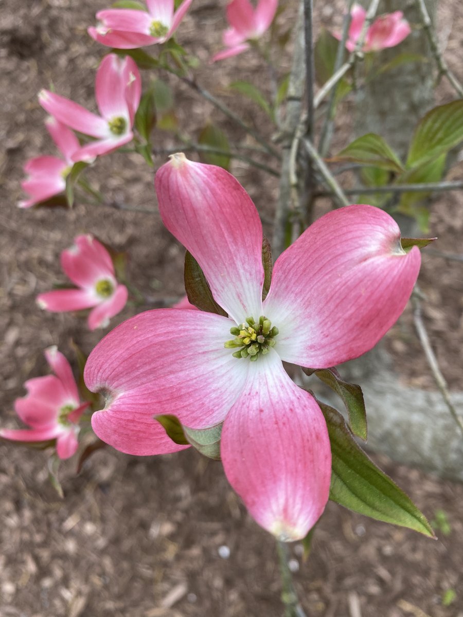 #Spring has Sprung! While we’re all sheltering at home it’s a great time to get out for a #nature walk with your #kids! See how many #plants &amp; #flowers you can identify! Then create nature #bingo to play!  #homeschool #mom #franklintn #dad #brentwoodtn #middletn #kid #schoolisfun