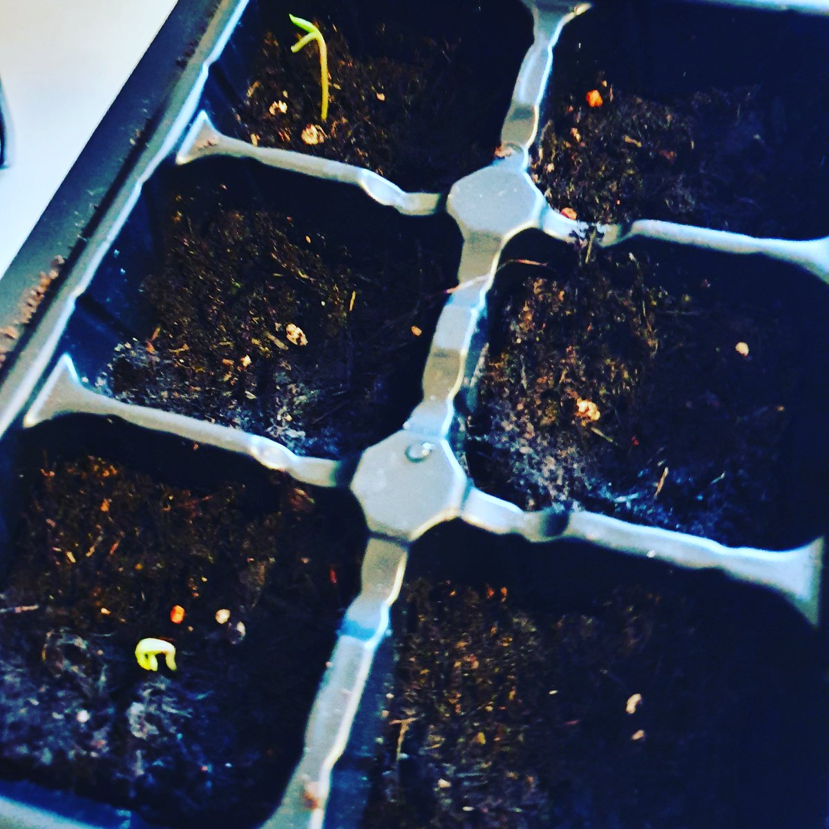 Today I made life!! 🌱#sochuffed #growingflowers #growfromhome #positivepost