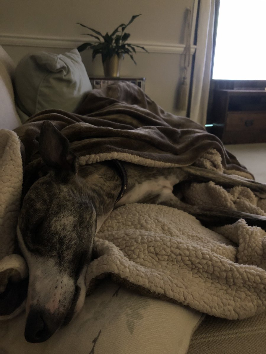 #MasterChef no thanks! I’m zonked! #whippet #COVID19