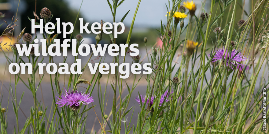 Love_plants's tweet photo. The @Love_Plants #RoadVerges petition is on the, err, verge of 89,000 signatories. Please SIGN & SHARE to show your council you care > https://t.co/YpAMqc54bl #LessAndLater #TwiceIsNice https://t.co/dxtAsC78zJ