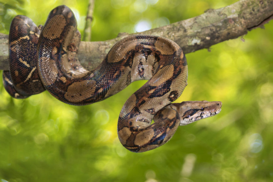 Em 2013, pesquisadores dos EUA encontraram em serpentes, especificamente em jibóias (Boa constrictor) uma classe totalmente nova de aenovírus. Os arenavírus só haviam sido identificados em mamíferos, e encontrar em serpentes mostra como esse vírus saltou +