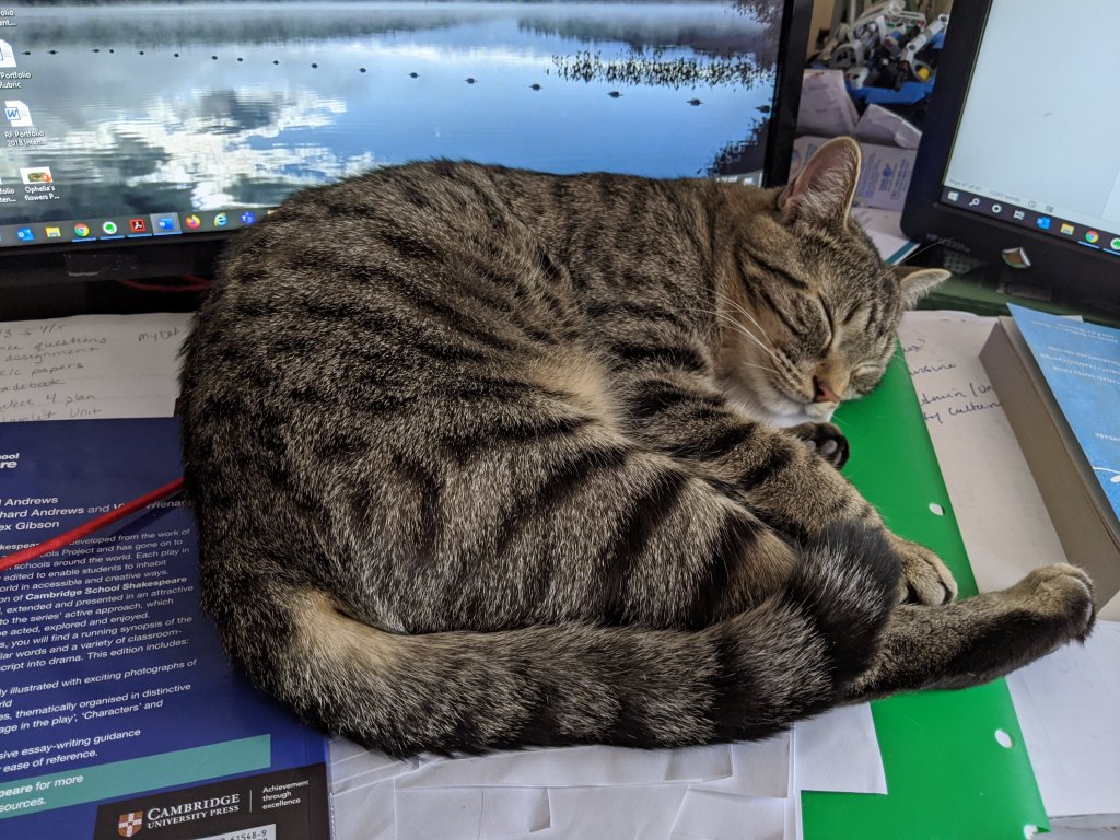 celestialfrog's tweet image. Ferdinand Doesn’t Care. catmomyoga.com/2020/04/08/fer…