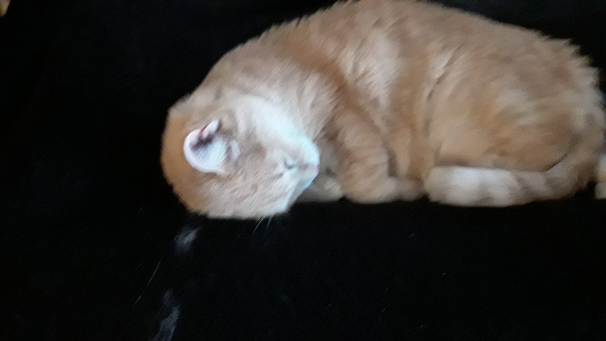 joshthecoolcat's tweet photo. Cats https://t.co/epej38cD4j