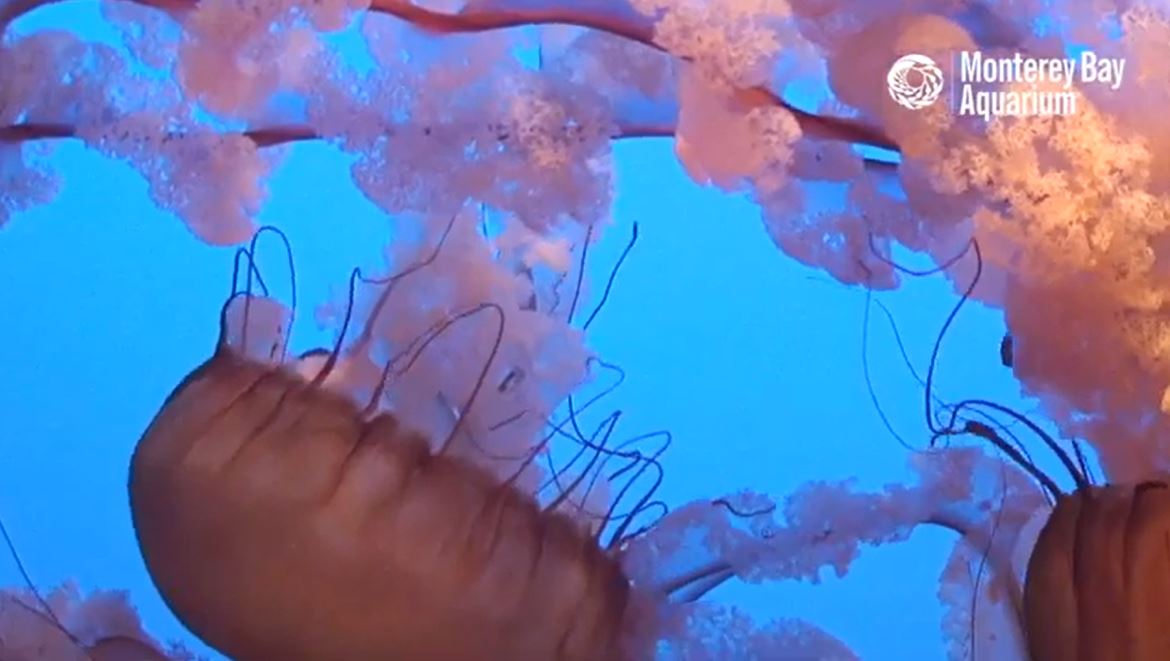 We understand the frustration of not being able to visit an  #aquarium  because you need to  #StayHomeSaveLives . But ... did you know one could come to you? Here's a jellyfish  #LiveStream from  @MontereyAq Open Sea exhibit. So cool!   https://bit.ly/34jKFkK 