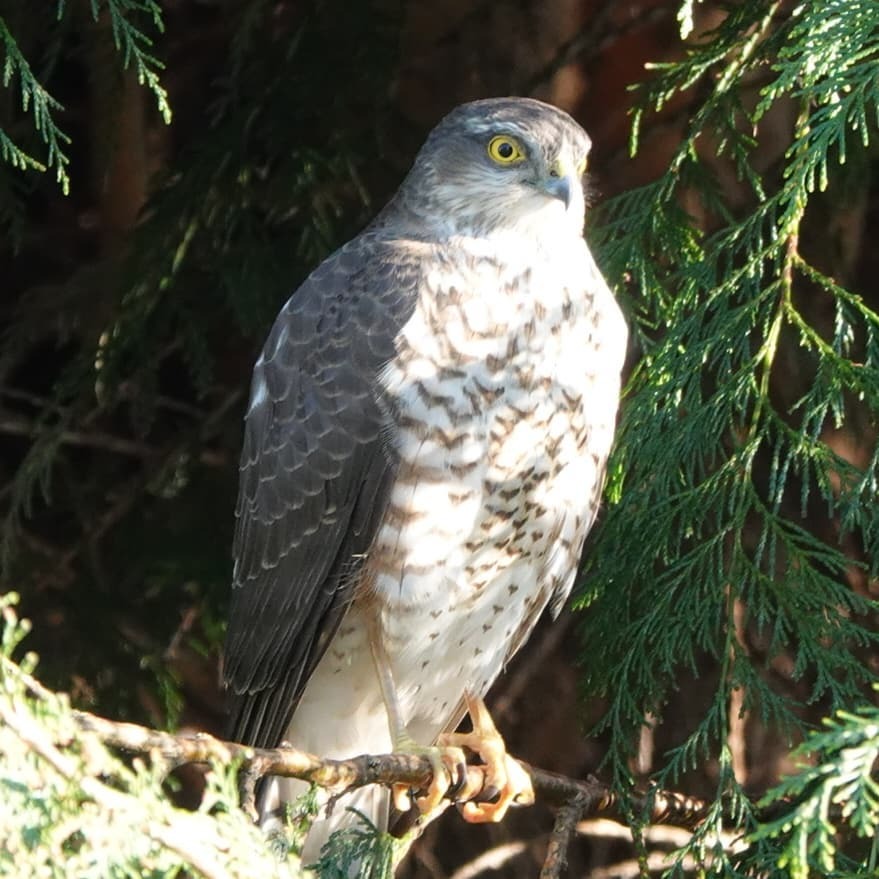stepsus1's tweet image. Returned from our daily walk #isolationexercises and this beauty was in our neighbours tree #justchillin #sparrowhawk #theselfisolatingbirdclub @bbcspringwatch
