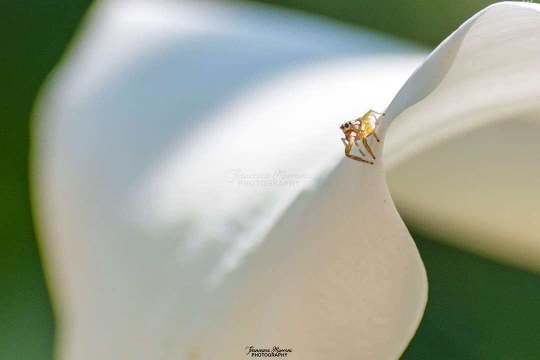 Francy_Murroni's tweet photo. • Micro mondi 🔍
Per loro i parchi divertimento sono sempre aperti 😁
Heliophanus sp. su una calla bianca 🕷🌼 •
#heliophanus #aracnology #nature #macro #nikon #Sardegna #Italia https://t.co/T7w5QfqXlx