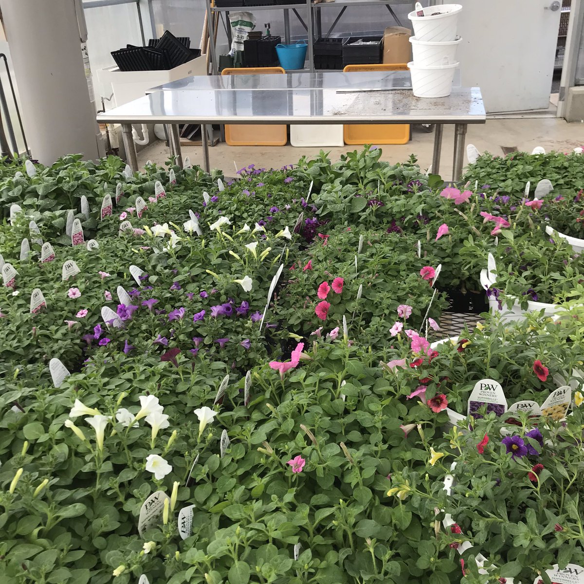 McGuffeyHS's tweet photo. On March 13th our @McGuffeyHS Greenhouse took delivery of thousands of dollars of plants for the Spring holidays. The teachers and administrators have been caring for these plants as a sign that things will get better and we will return to the our school better than ever. #Mc3G https://t.co/jtEvOuhEeb
