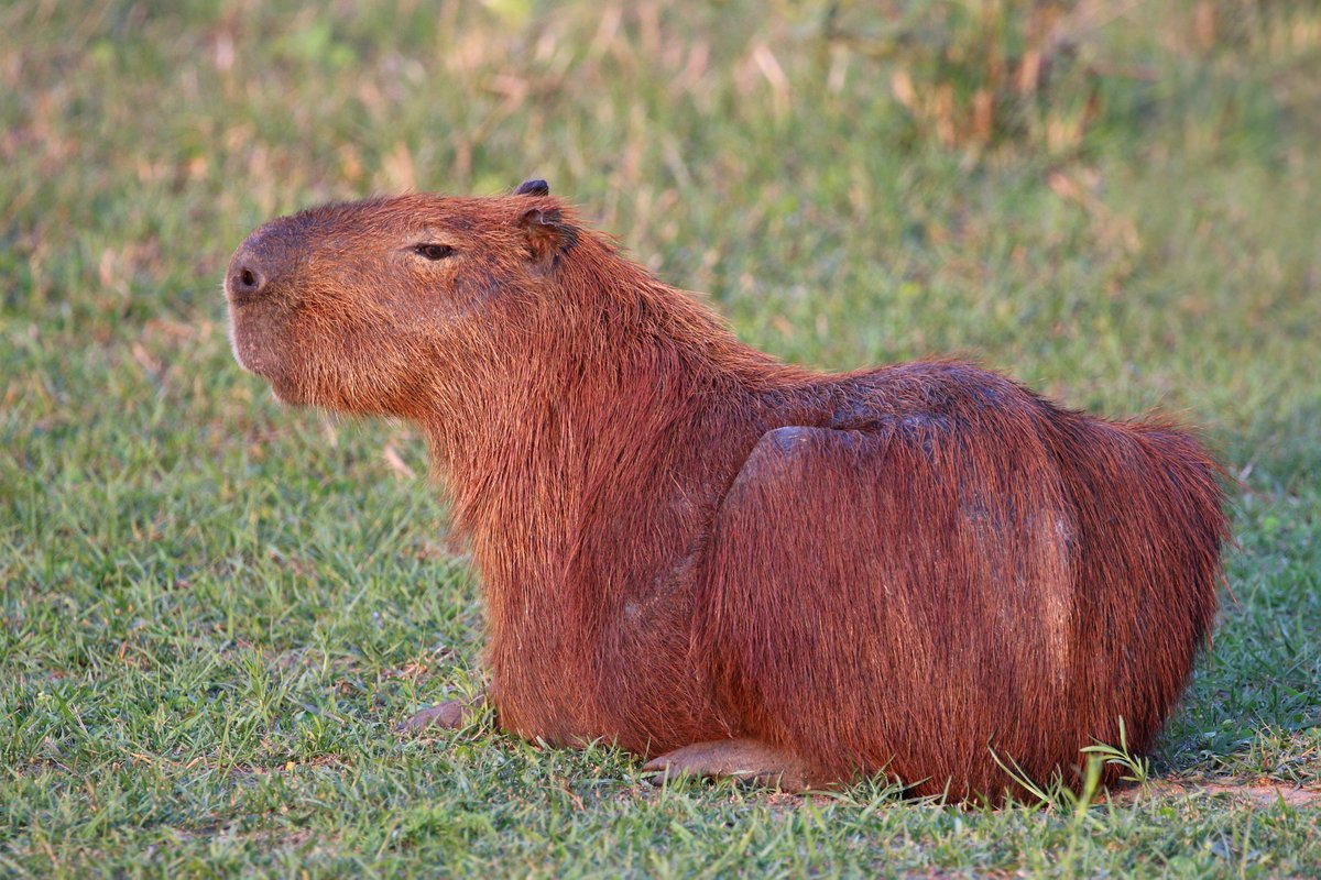 Capivaras de São Paulo e Minas gerais foram identificadas com esses vírus.Em capivaras também já foi encontrado o vírus da Raiva, que a taxa de mortalidade é quase de 100%.Capivaras também já foram encontradas com Febre aftosa. Causada por um vírus do gênero Aphthovirus +