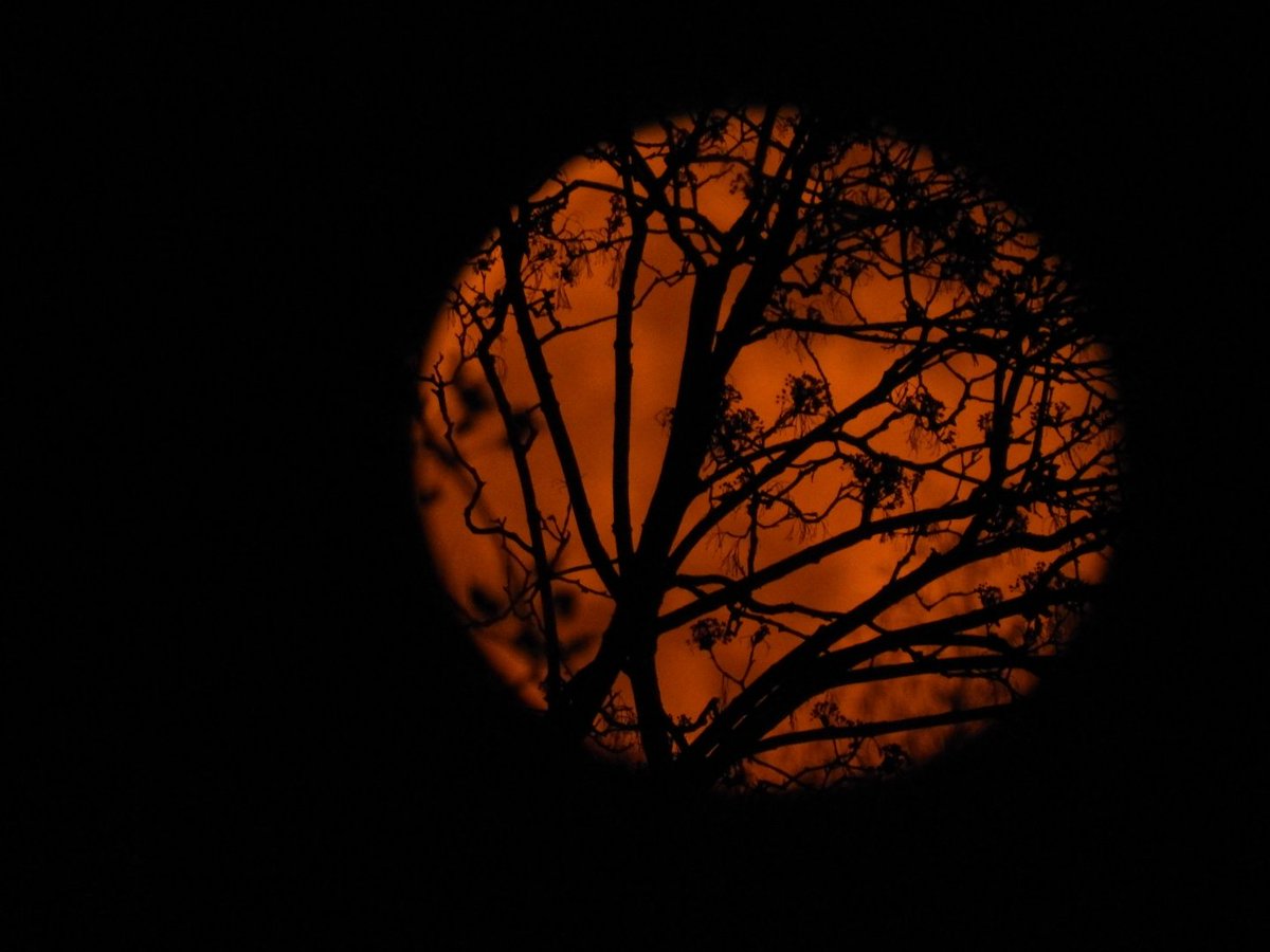 MDwars96's tweet photo. Just took 2 beautiful photos of the moon📷 https://t.co/cES3pfHzb7
